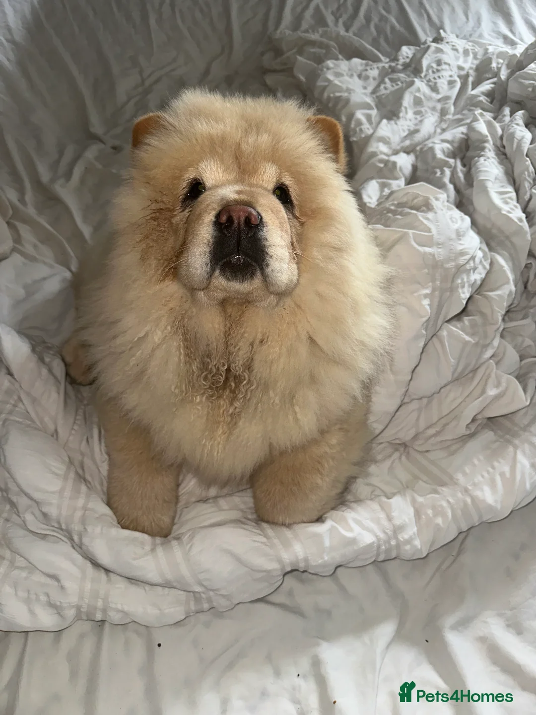 Chow Chow dogs for sale: KC Registered Female Chow Chow  - Advert 2