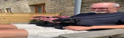 Flat coated Retriever dogs for sale: Flat coated pups ready 24/07 - Advert 16