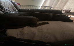 Cane Corso dogs for sale: Bonnie  - Image 5