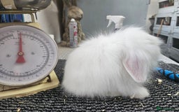 Mini Lion Lop rabbits for sale: Male and female double maned rew lionlops - Image 3