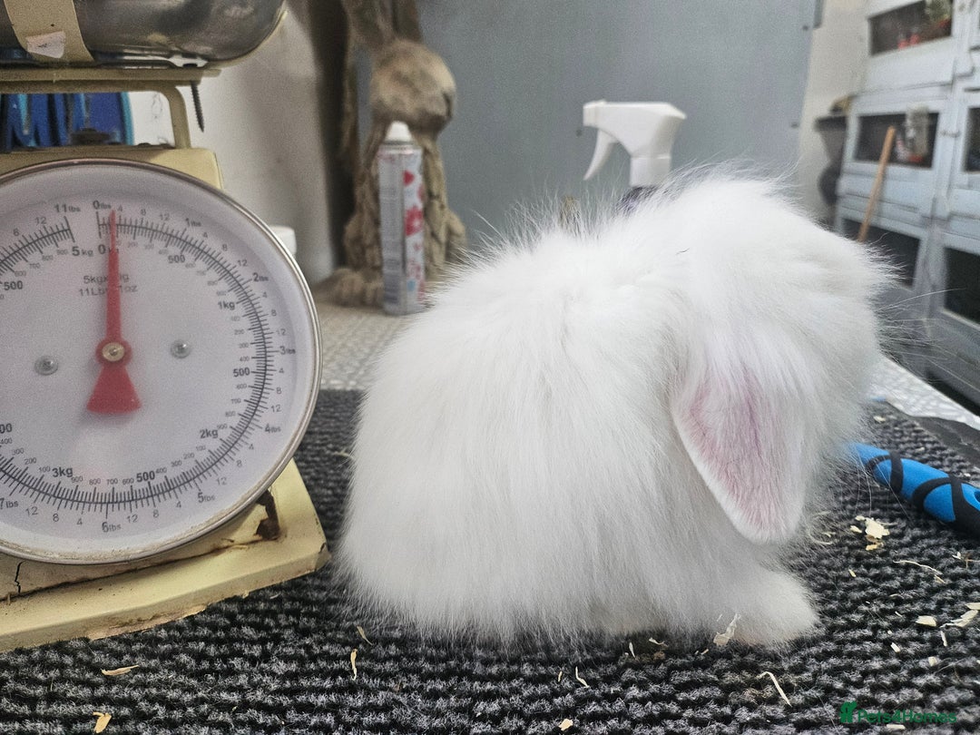 Mini Lion Lop rabbits for sale: Male and female double maned rew lionlops - Image 3