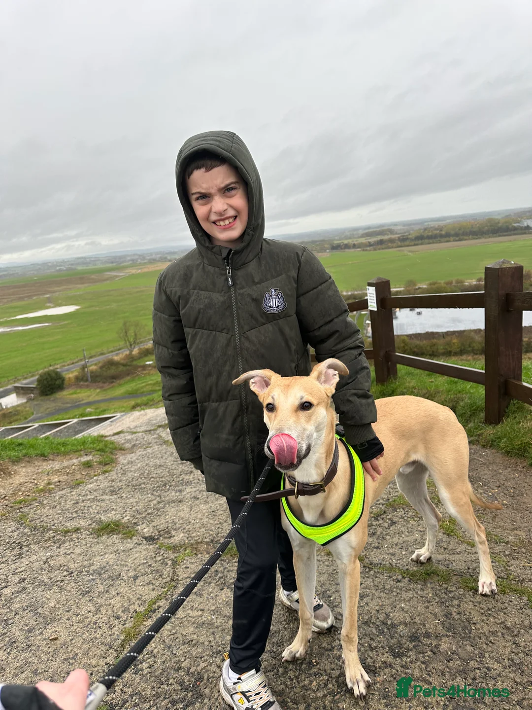 Mixed Breed dogs for sale: Kevin  - Advert 4