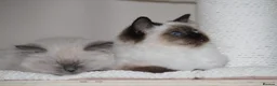 Ragdoll cats for sale: Beautiful ragdoll kittens in Manchester - Advert 16