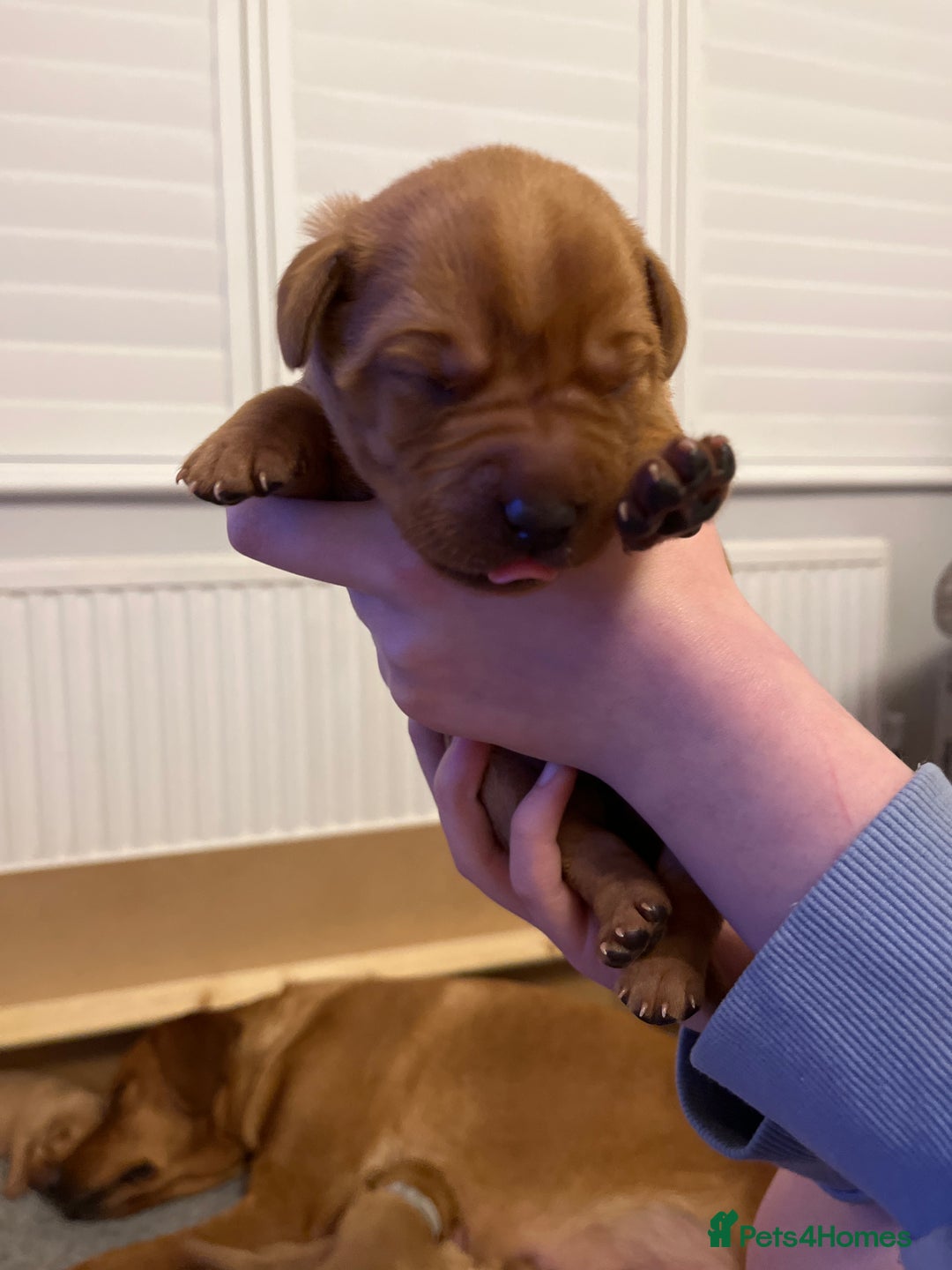 Labrador Retriever dogs for sale: KC REGISTERED, HEALTH TESTED FOX RED LABRADORS - Advert 8