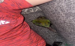 Conures birds for sale: Green Cheek Conure - Image 2