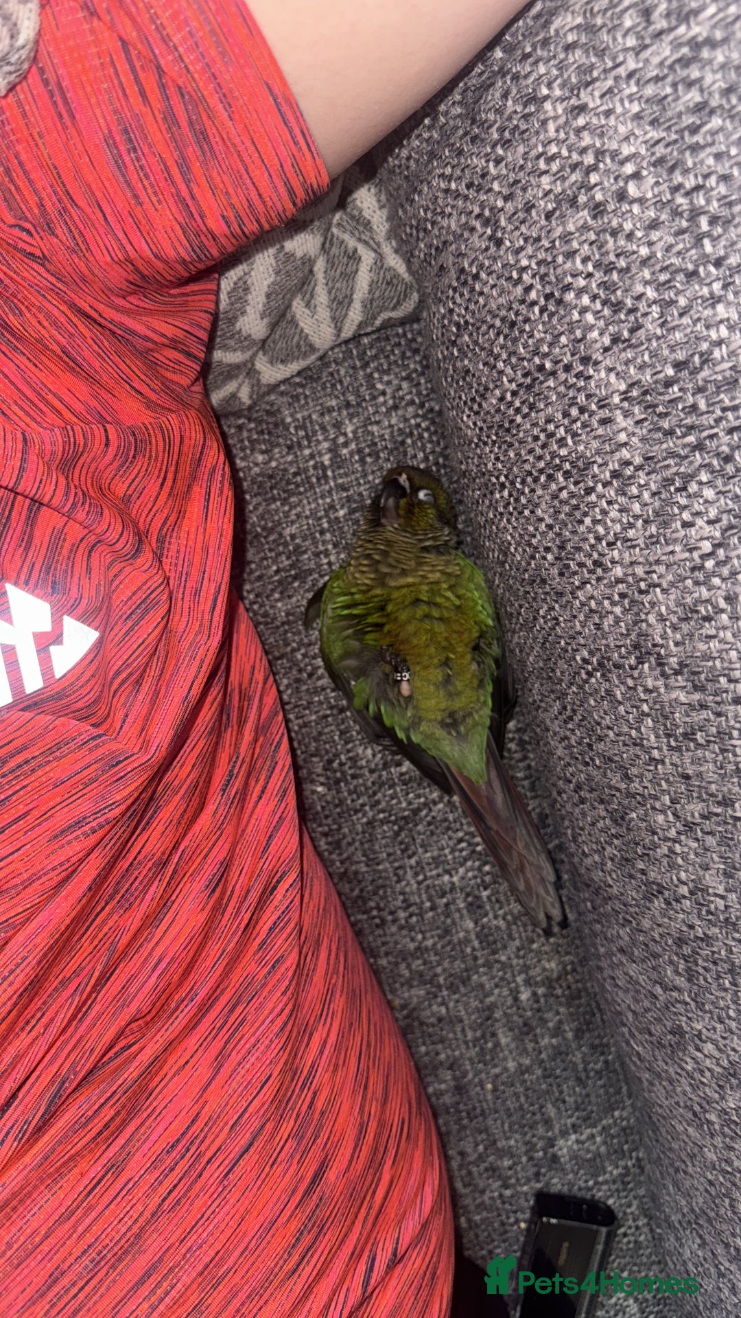 Conures birds for sale: Green Cheek Conure - Image 2