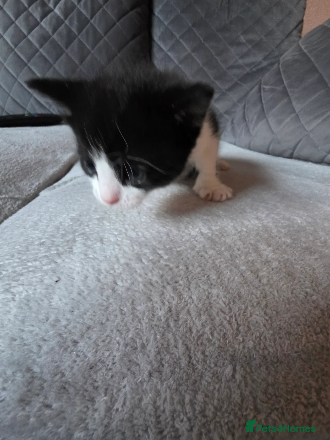 British Shorthair cats for sale: Beautiful  - Advert 4