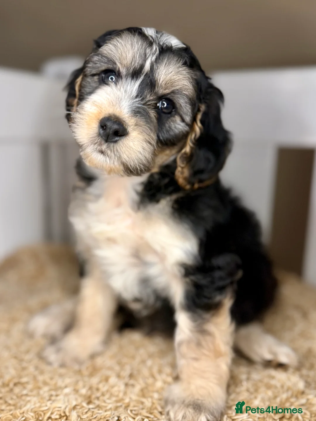 Cockapoo dogs for sale: Sweet Natured, Healthy & Happy Cockapoos - Advert 9