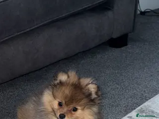 Pomeranian dogs 10 week old Pomeranian puppy - Advert 3