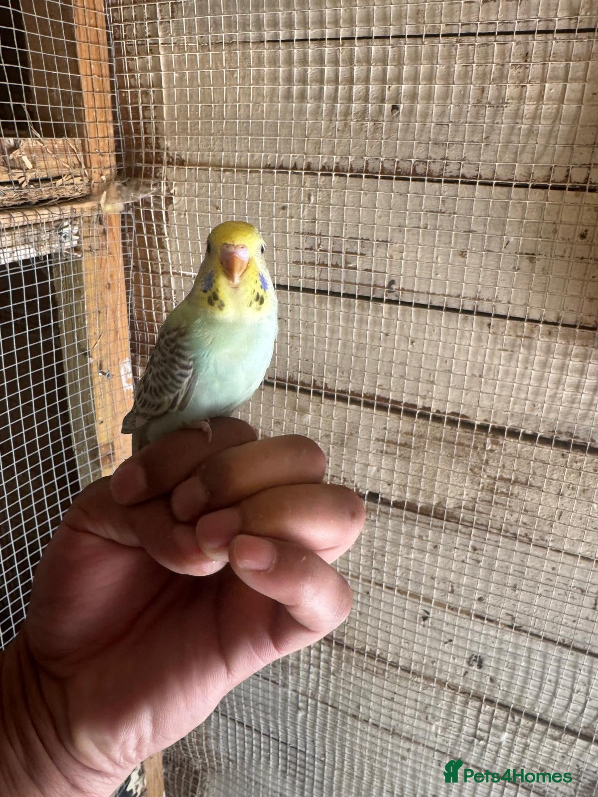 Budgerigars birds Budgies for sale £40 each collection mk404nn - Advert 7