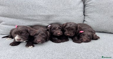 Cockapoo dogs - Advert 2