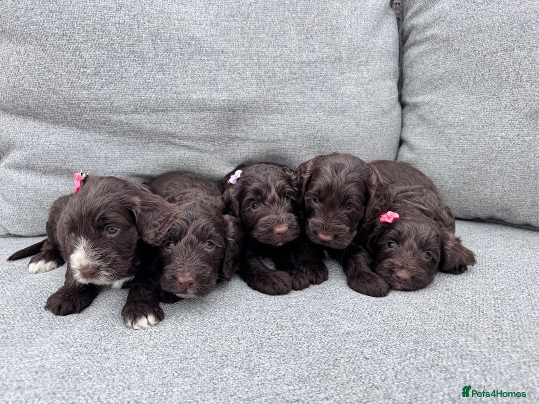 Cockapoo dogs for sale: Beautiful F1 cockerpoo puppies  - Image 2