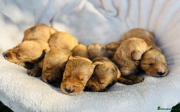 Labradoodle dogs for sale: Outstanding labradoodles from excellent pedigree  - Image 9