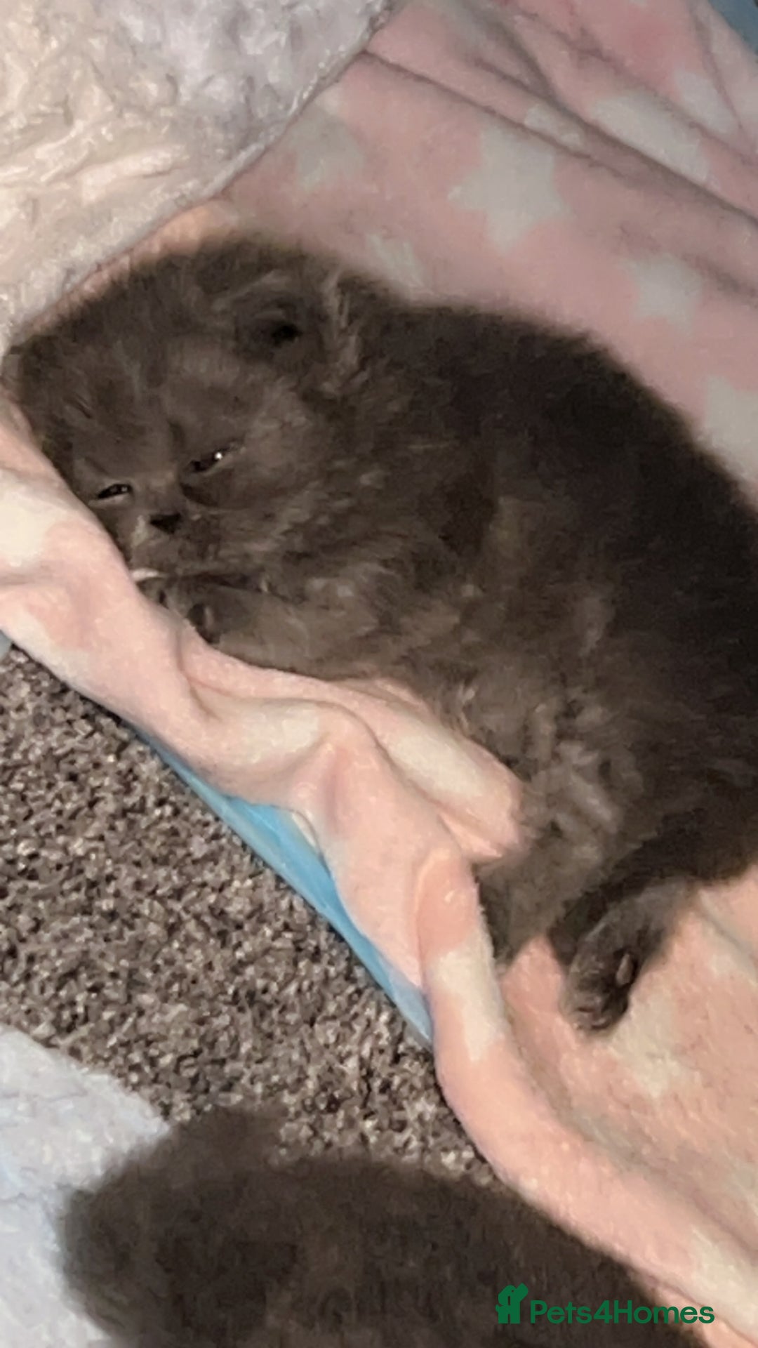 Persian cats for sale: Blue Persian  in Chesterfield - Image 5