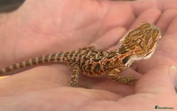 Bearded Dragon reptiles for sale: 15 Baby dearded dragons - Image 11