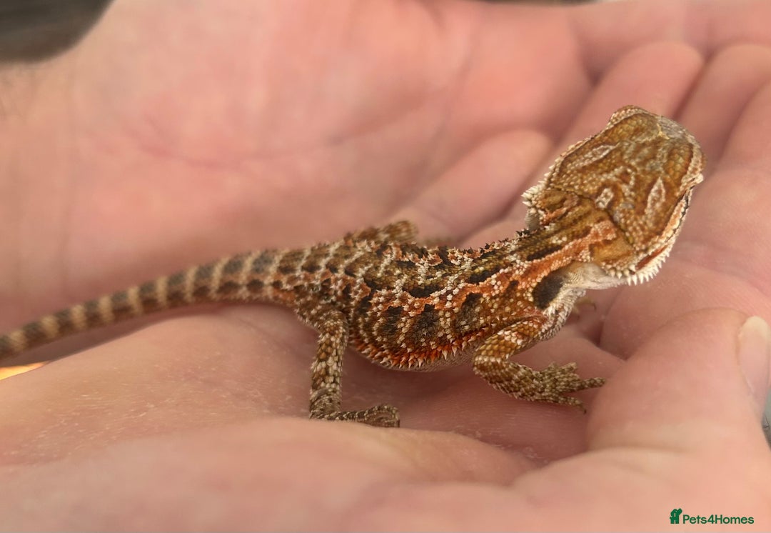 Bearded Dragon reptiles for sale: 15 Baby dearded dragons - Image 11