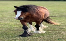 Irish Cob horses for sale: Buster  - Image 3