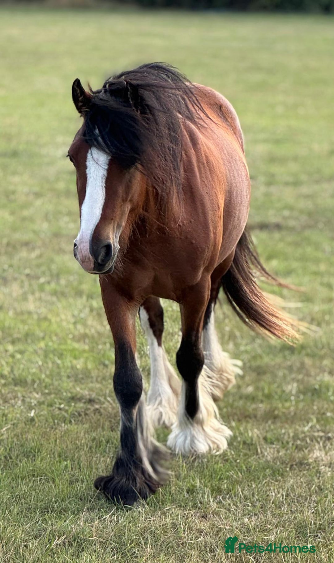 Irish Cob horses for sale: Buster  - Image 3