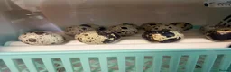 Quail poultry for sale: Baby quail  in Tunbridge Wells - Advert 1