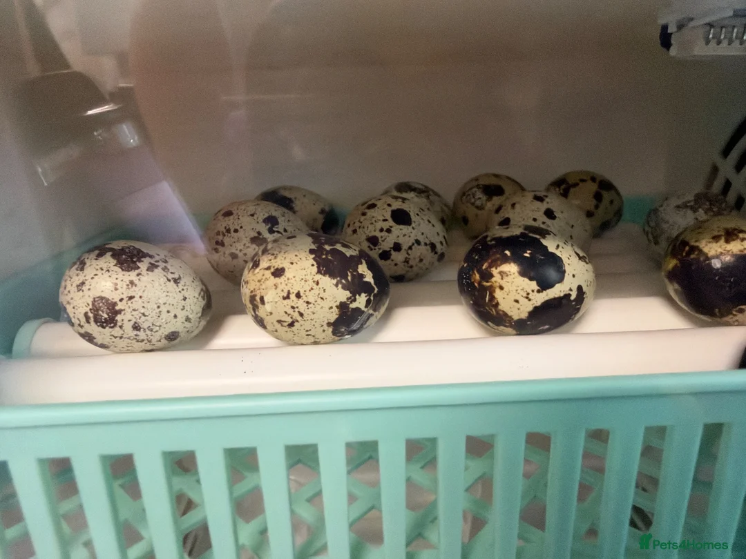 Quail poultry for sale: Baby quail  in Tunbridge Wells - Advert 1