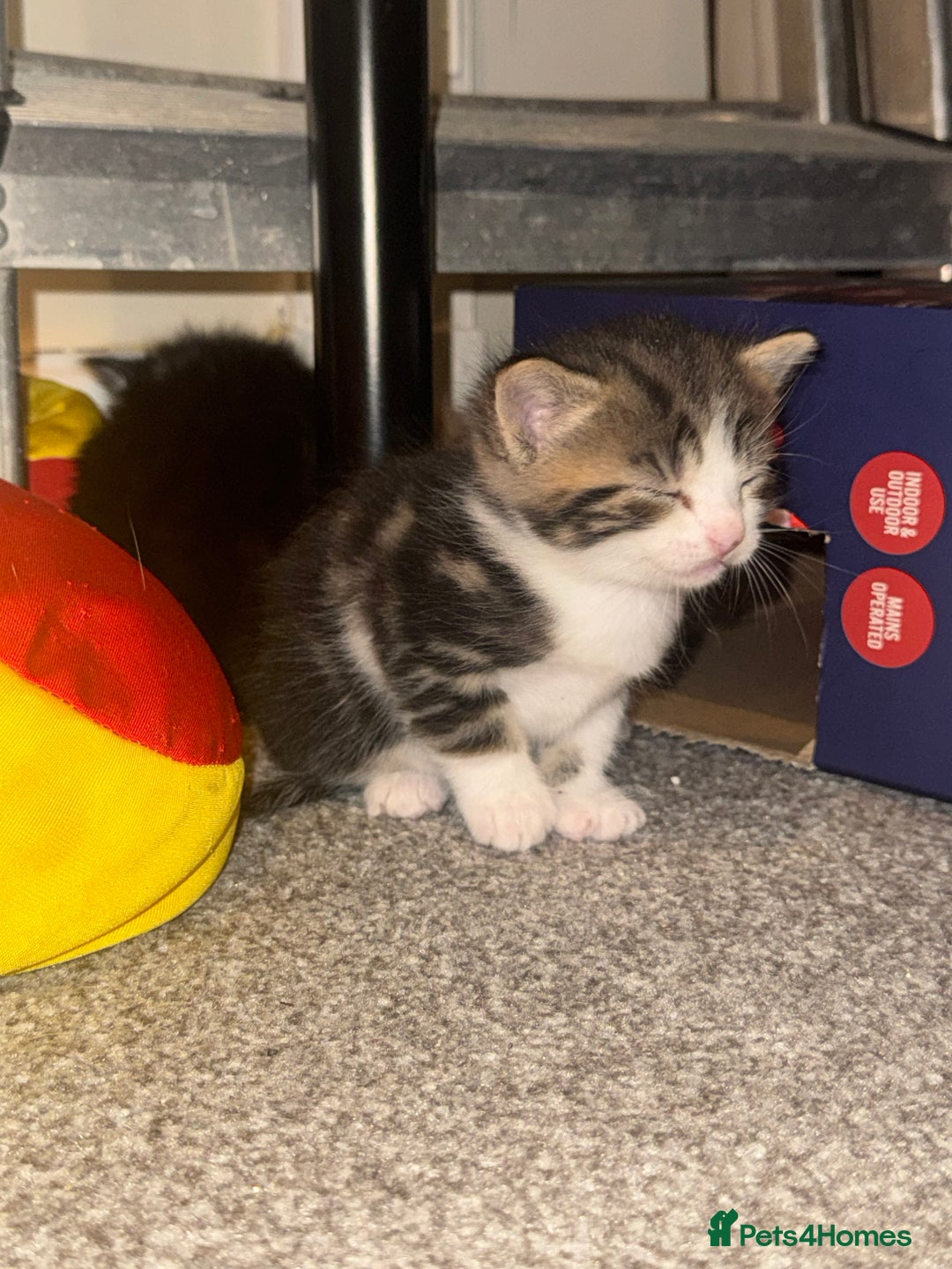 Mixed Breed cats for sale: Kittens for sale  - Advert 4