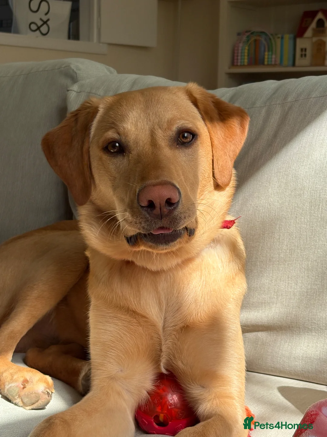 Labrador Retriever dogs for sale: 10 month old yellow male lab - Advert 1