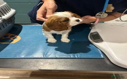 Cavalier King Charles Spaniel dogs for sale: Blenheim cavalier King Charles puppies - Image 27