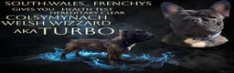 Mixed Breed dogs for sale: French staffys  in Porthcawl - Advert 7