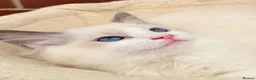 Ragdoll cats for sale: Stunning GCCF reg kittens available to 5* homes.  - Advert 28