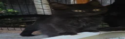 Persian cats for sale: Lovely half persian kitten - Advert 8