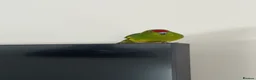 Parrots birds for sale: 2 Male kakarikis  - Advert 2