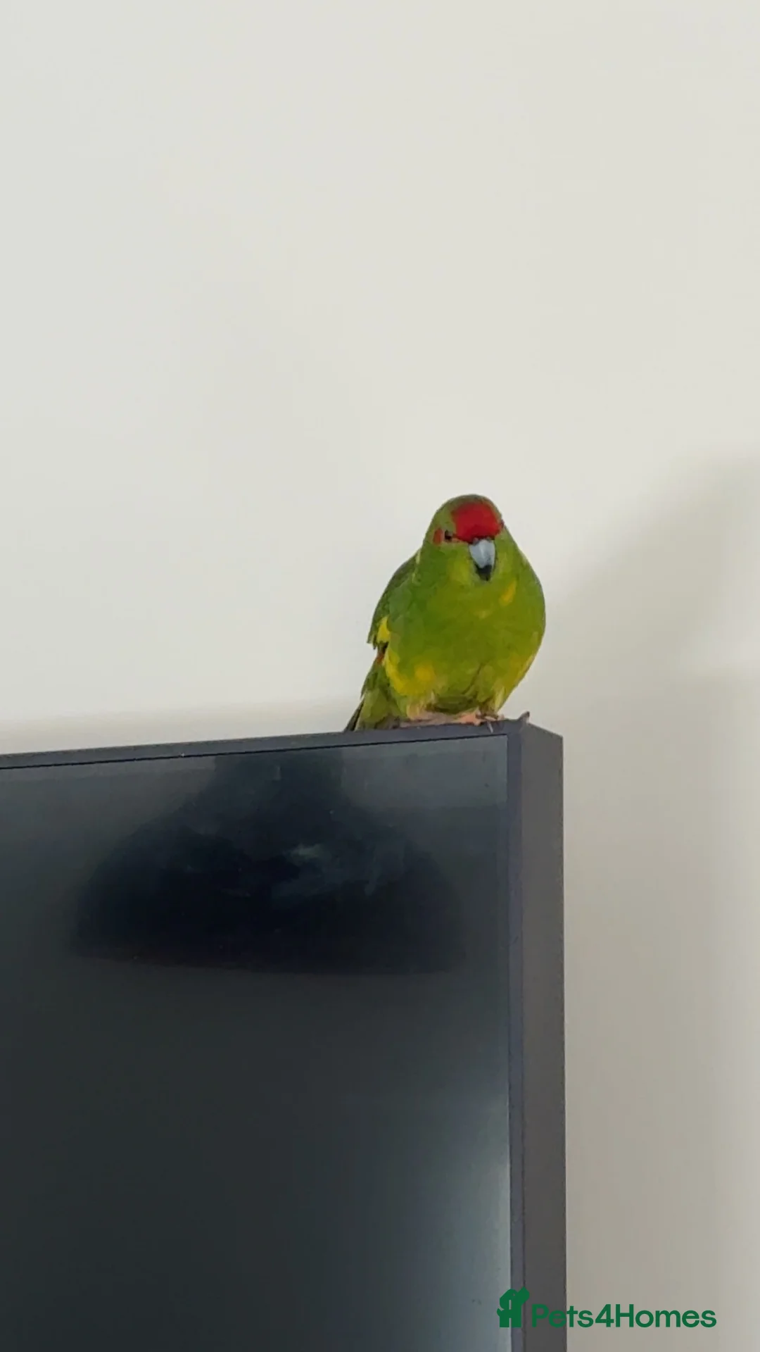 Parrots birds for sale: 2 Male kakarikis  - Advert 2