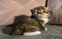 Siberian cats for sale: Siberian kittens Waiting list FIFe registrered - Image 6