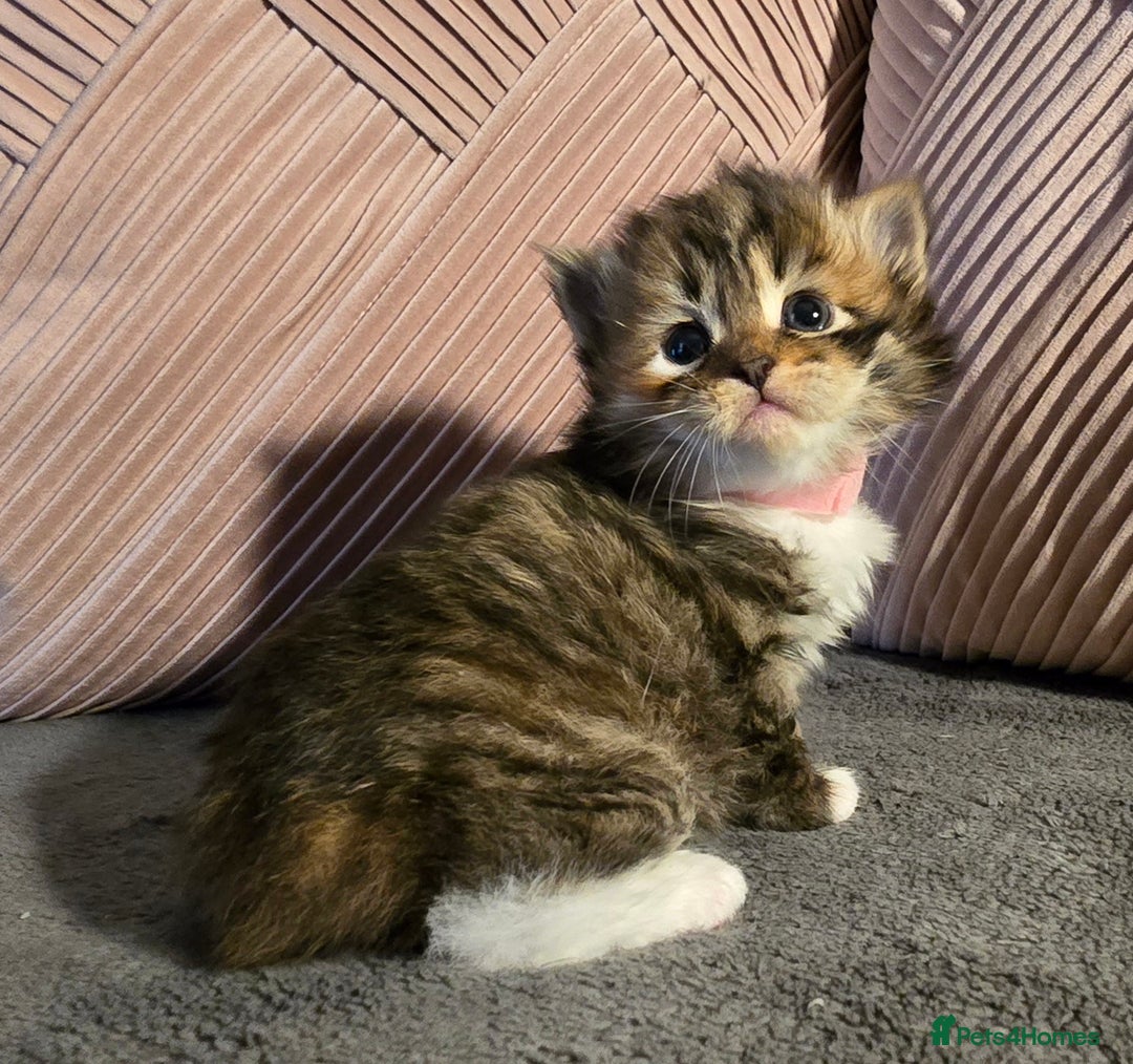 Siberian cats for sale: Siberian kittens Waiting list FIFe registrered - Image 6