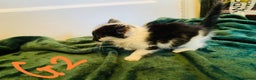 British Longhair cats for sale: British mix breed kittens for sale  - Advert 6