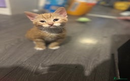 Mixed Breed cats for sale: Adorable kittens looking for a forever home  - Image 3