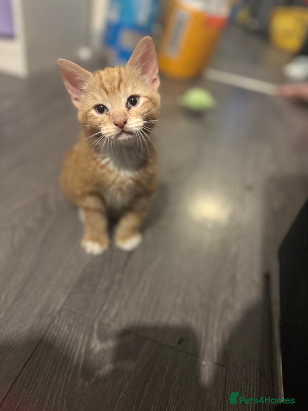 Mixed Breed cats for sale: Adorable kittens looking for a forever home  - Image 3