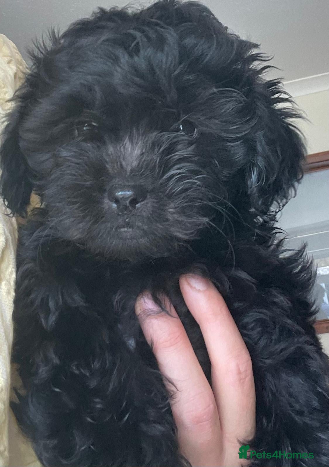 Shihpoo dogs Shihpoo puppy - Advert 1