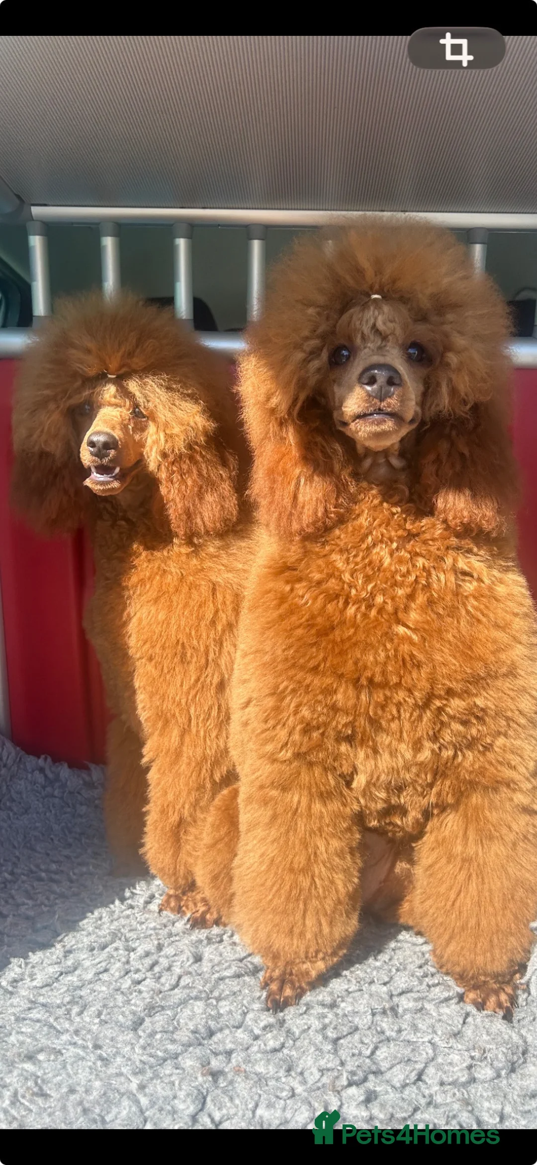 Miniature Poodle dogs for sale: Beautiful Red miniature poodle  - Advert 3