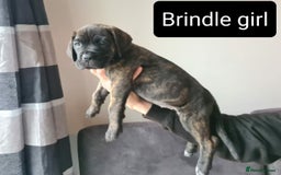 Cane Corso dogs for sale: WORLD CLASS CANE CORSO PUPPIES! 2 Males 4 Females. - Advert 23