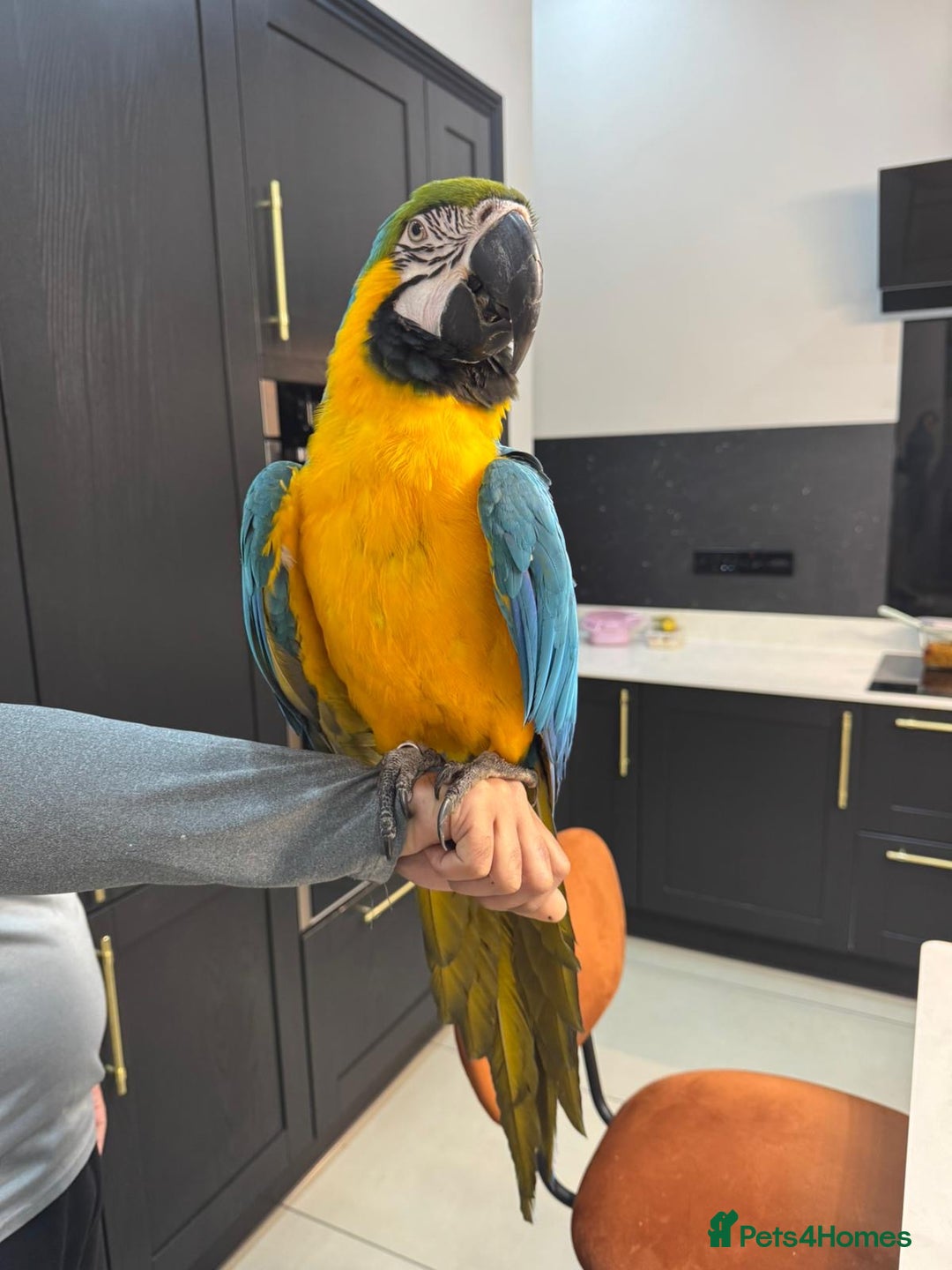 Macaws birds for sale: Tame and Talking Blue & Gold Macaw. - Advert 5