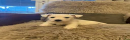 West Highland Terrier dogs for sale: West highland terrier BOY pup - Advert 10