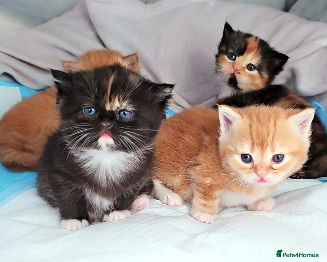 British Shorthair cats for sale: Lovely BSH/BLH Kittens Ready For New Home - Advert 13