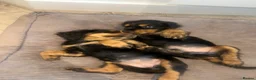 Cocker Spaniel dogs for sale: Beautiful english cocker spaniels leave 24th July  - Advert 9