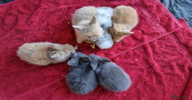 Lionhead rabbits - Advert 3
