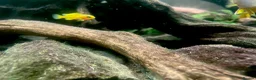 Cichlids fish for sale: Chindongo saulosi - Advert 5
