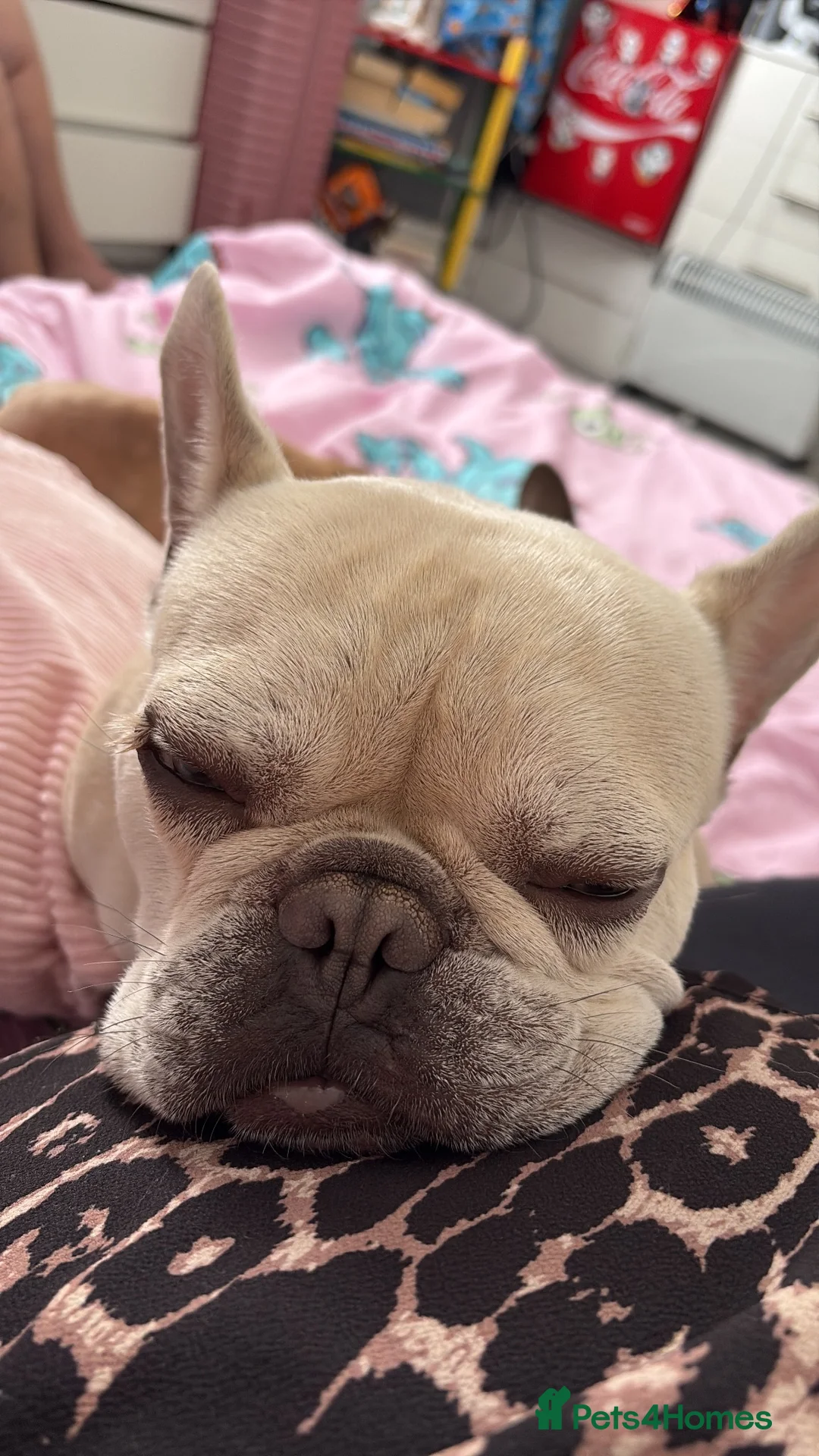French Bulldog dogs for sale: Cream French bulldog  - Advert 7