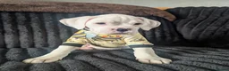 Boxer dogs for sale: Stunning boxer puppies  - Advert 19