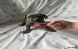 Mixed Breed dogs for sale: Beautiful staffie cross bullmastiff puppies  - Image 13
