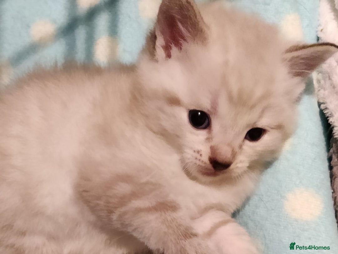 Russian Blue cats for sale: Gorgeous Russian Blue kittens 4 weeks  - Advert 2